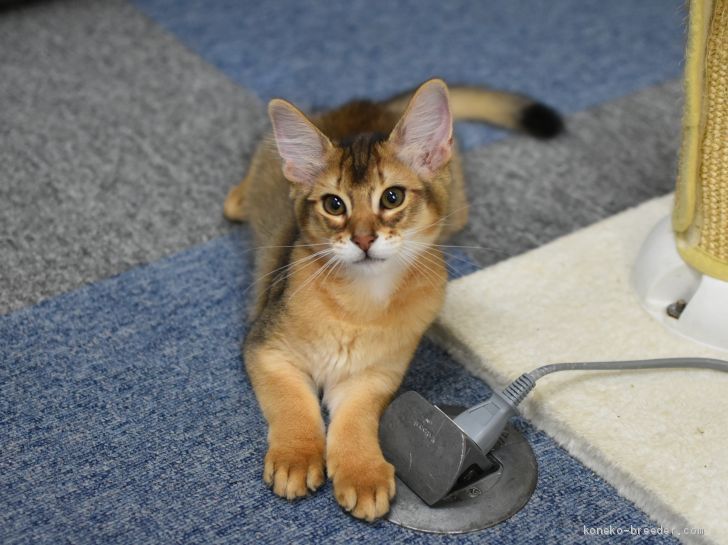 にーる 様のお迎えした子猫
