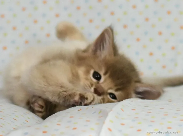 ネコ 様のお迎えした子猫