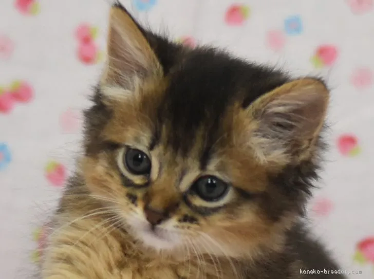 えみーな 様のお迎えした子猫