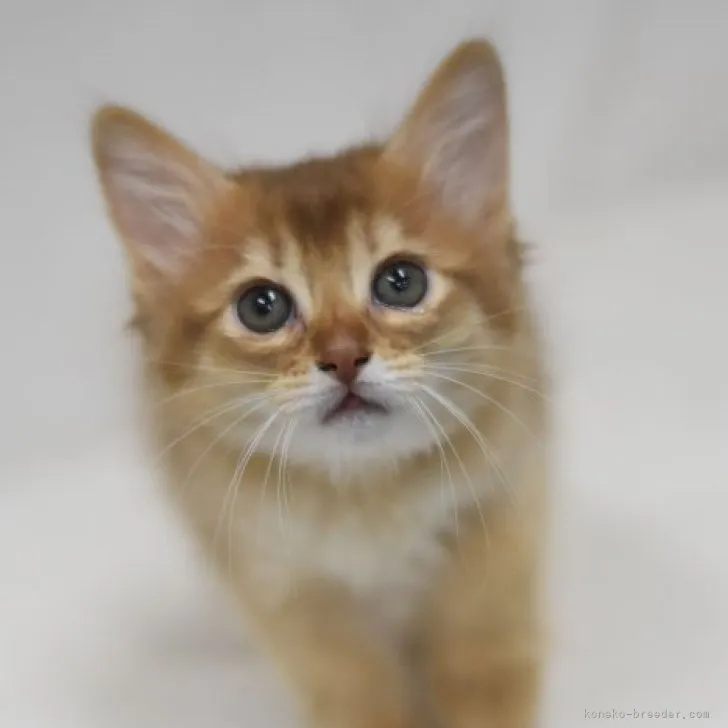 ID:2311-01279の子猫