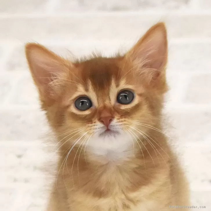 中之島 様のお迎えした子猫