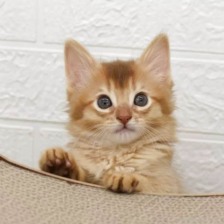ID:2504-01183の子猫