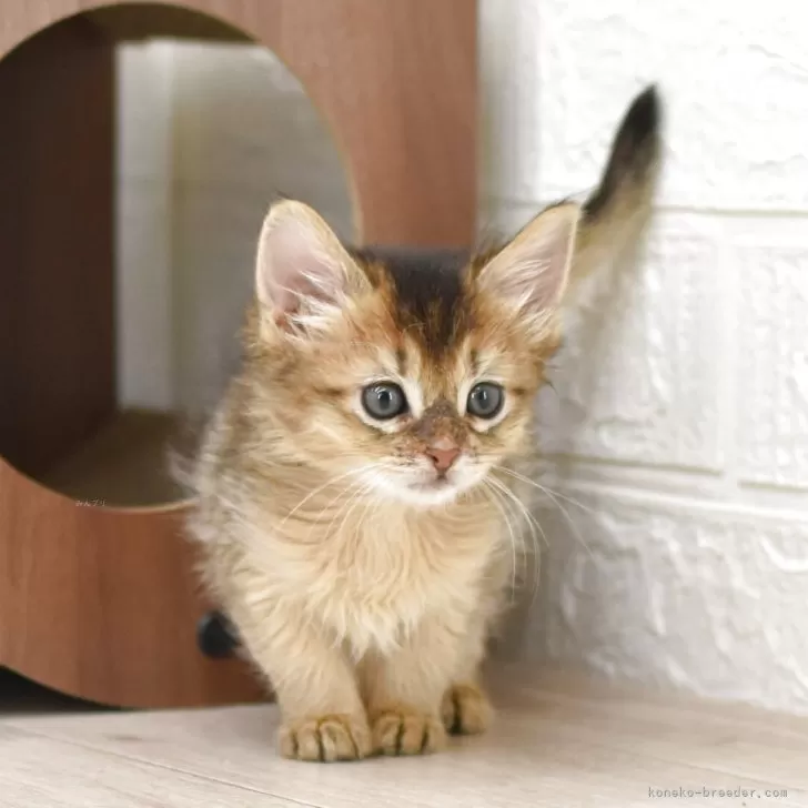 ID:2504-01175の子猫