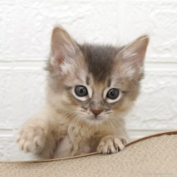 ID:2504-01181の子猫