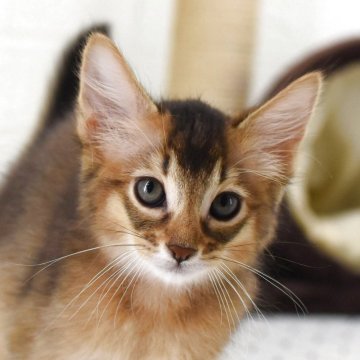 ソマリ【大阪府・男の子・2025年8月1日・ルディ(ロング)】の写真「お部屋を駆け回る元気な男の子です。」