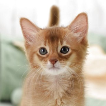 ソマリ【大阪府・男の子・2025年7月28日・レッド(ロング)】の写真「遊ぶのが大好きな子です。 おもちゃ大好き。」