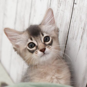 ソマリ【大阪府・男の子・2025年7月28日・ブルー(ロング)】の写真「遊ぶのが大好き,遊び疲れると膝に乗って休憩」