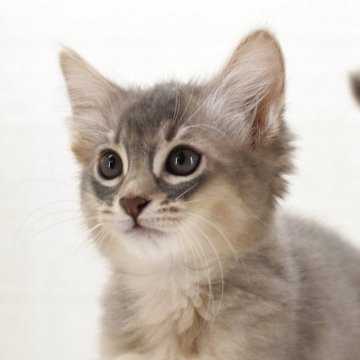 ソマリ【大阪府・女の子・2025年8月1日・ブルー(ロング)】の写真「人懐っこい甘えん坊の女の子。」