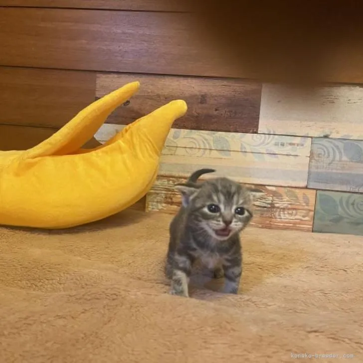 ID:2302-00843の子猫