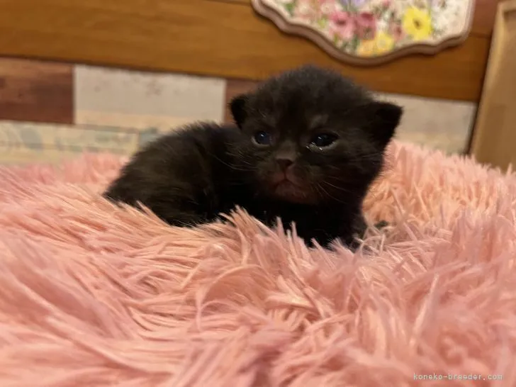 ID:2202-01281の子猫