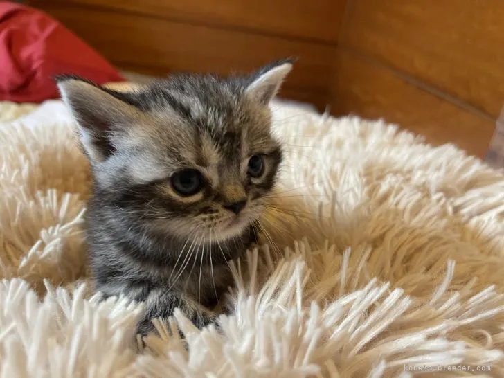 ID:2111-01853の子猫