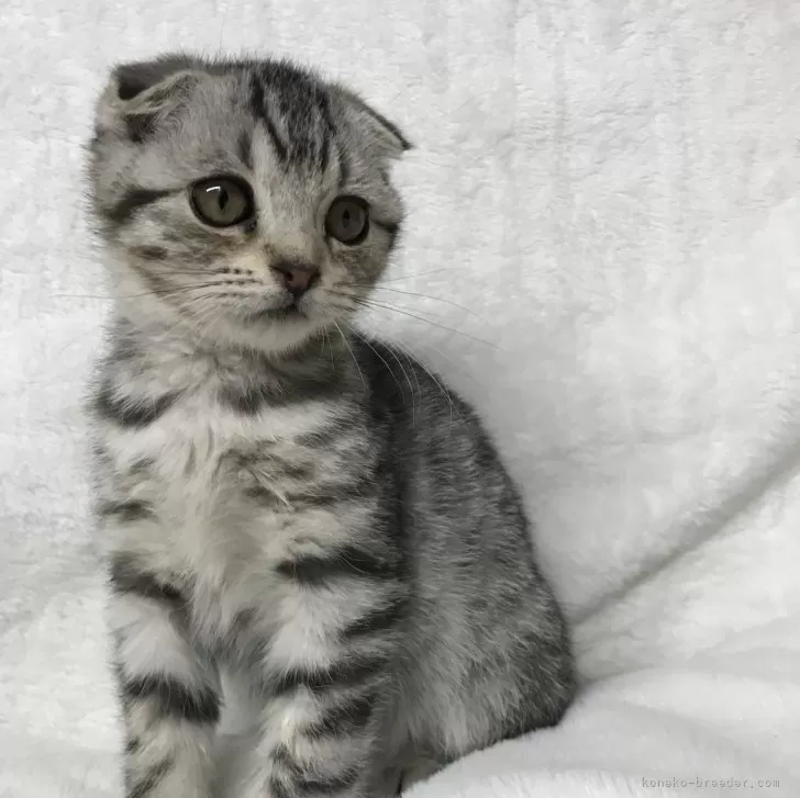 ID：2311-00330の子猫