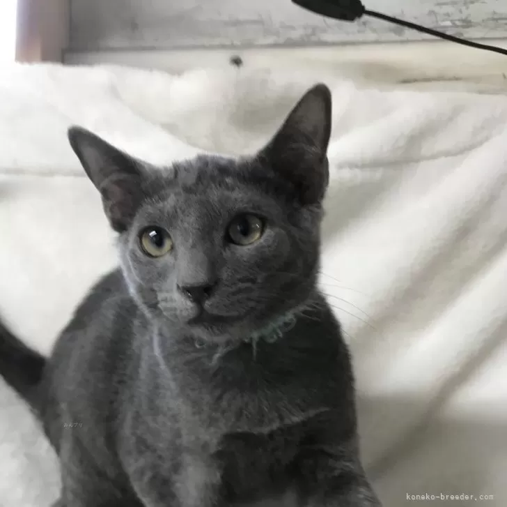 ID:2406-01052の子猫