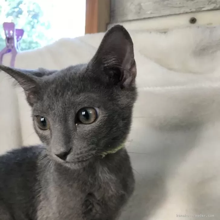 ID:2406-00225の子猫