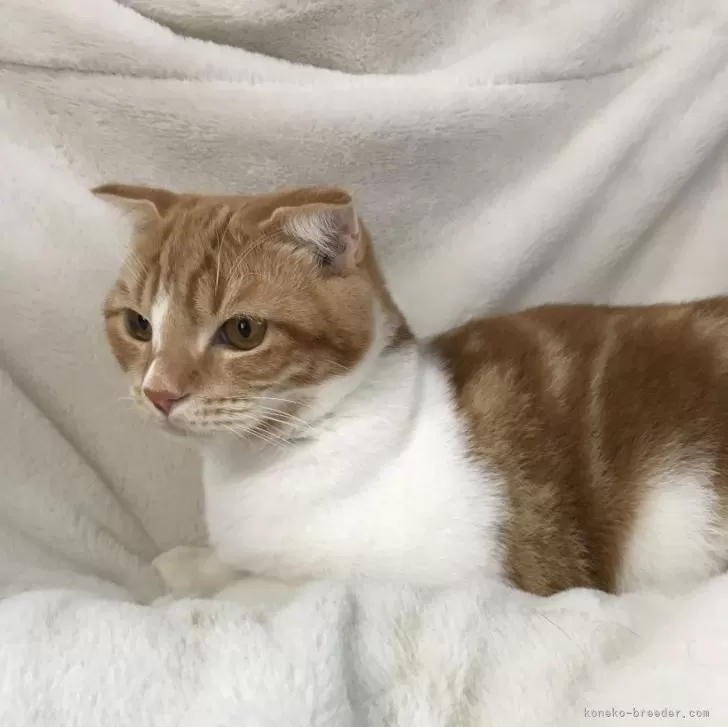 ID:2405-01045の子猫