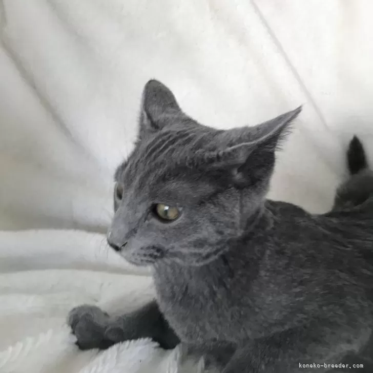 ID：2411-01444の子猫