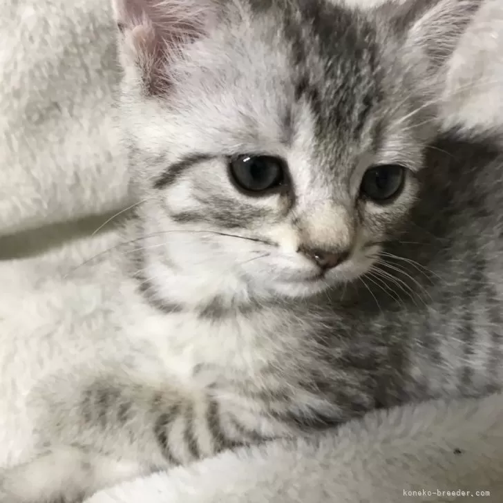 あるべる 様のお迎えした子猫
