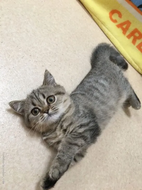 ID:1905-01488の子猫