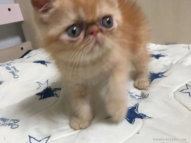ID:1807-01713の子猫