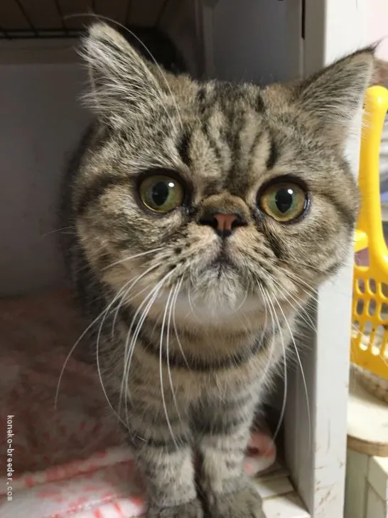 ID:1906-01759の子猫