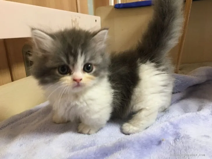 ID:2005-00278の子猫