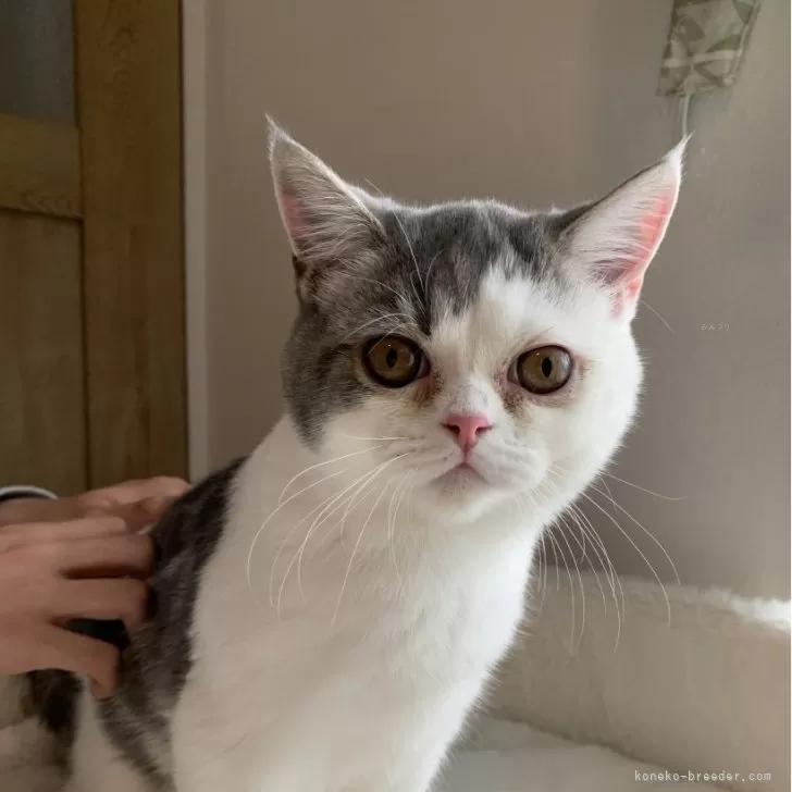 ID:2411-01490の子猫