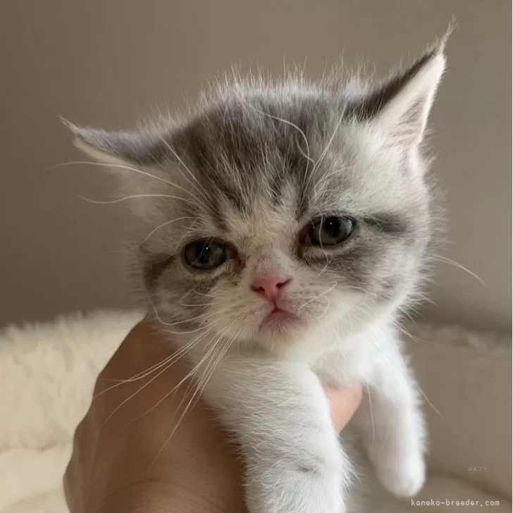 ID：2504-00010の子猫