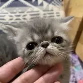 エキゾチックショートヘア