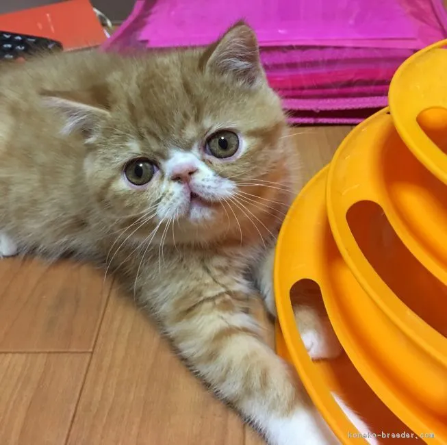 すー 様のお迎えした子猫