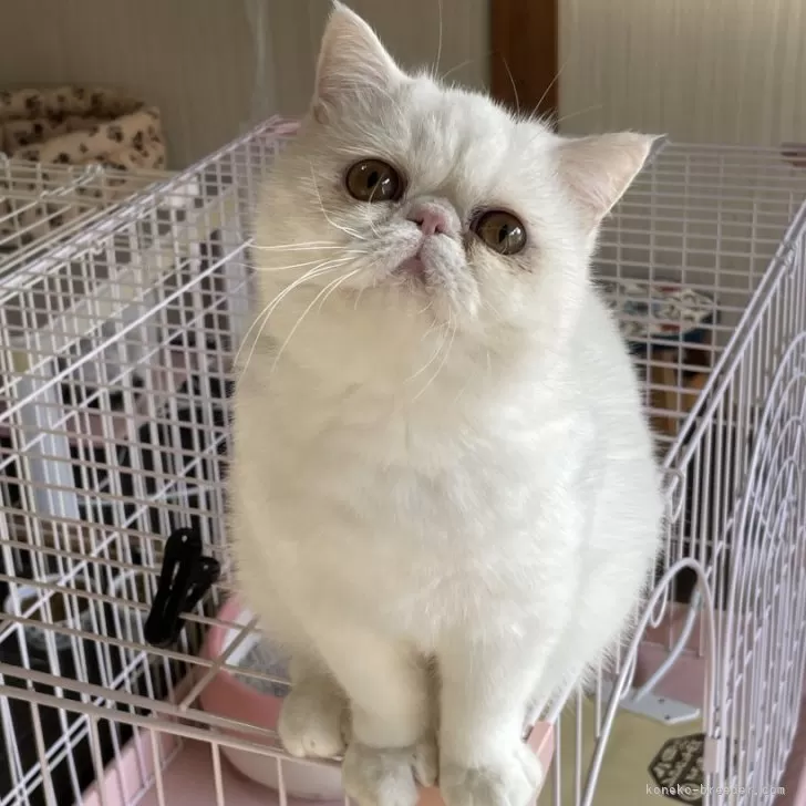 ID:2309-00948の子猫