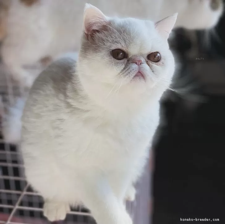 ID:2309-00932の子猫