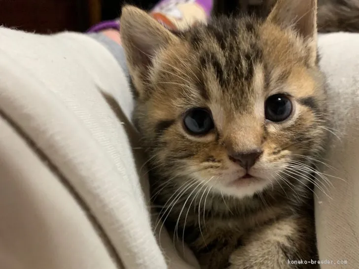 ID:2004-00145の子猫