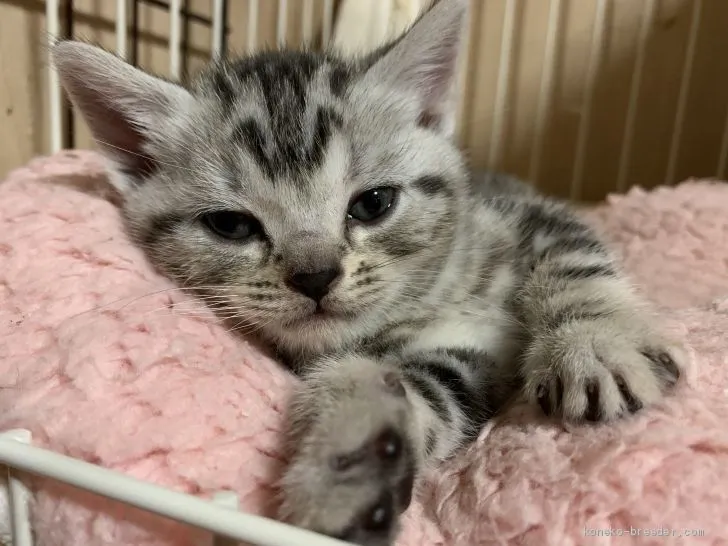 ID:2004-00053の子猫