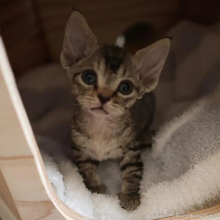 ぽりい 様のお迎えした子猫