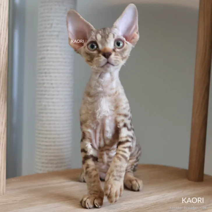 ID:2309-01078の子猫