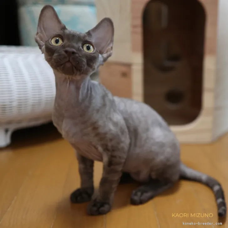 ID:2211-02005の子猫