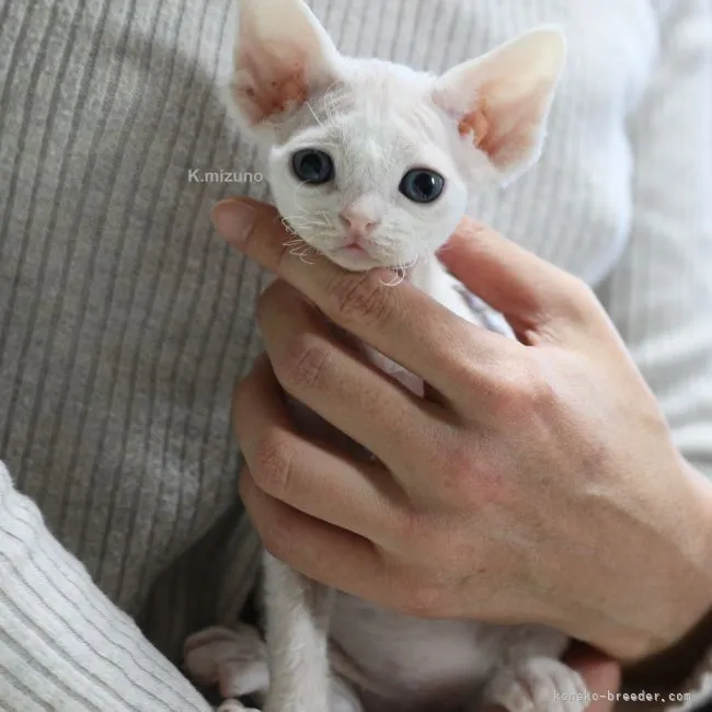 ID:2203-00227の子猫