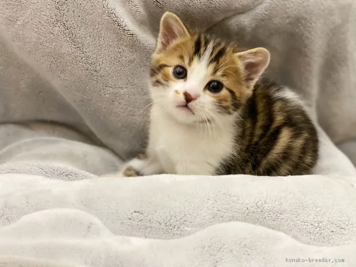 ID:2012-01912の子猫