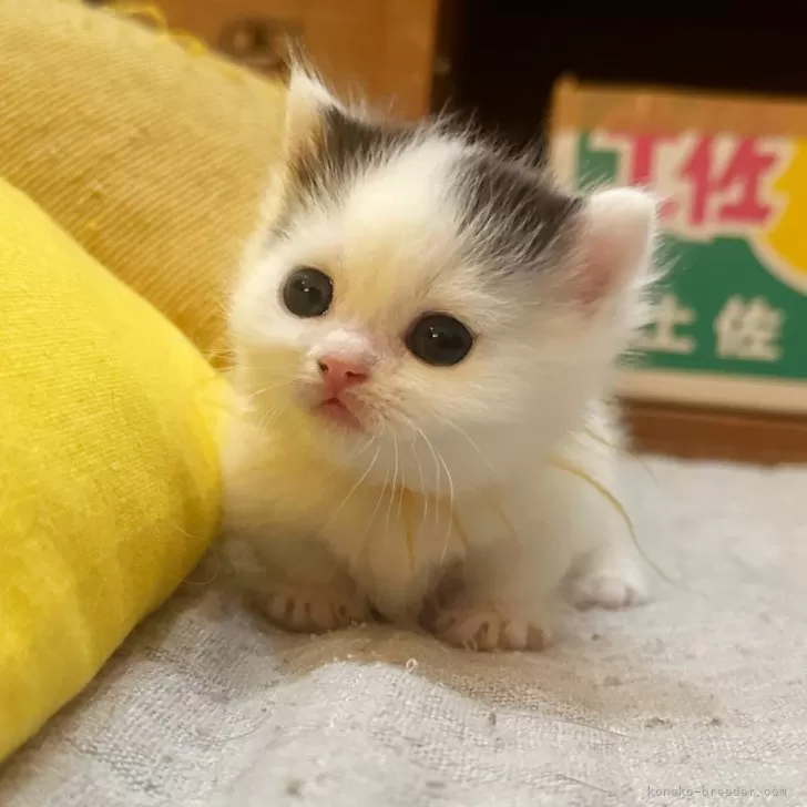 つるる 様のお迎えした子猫