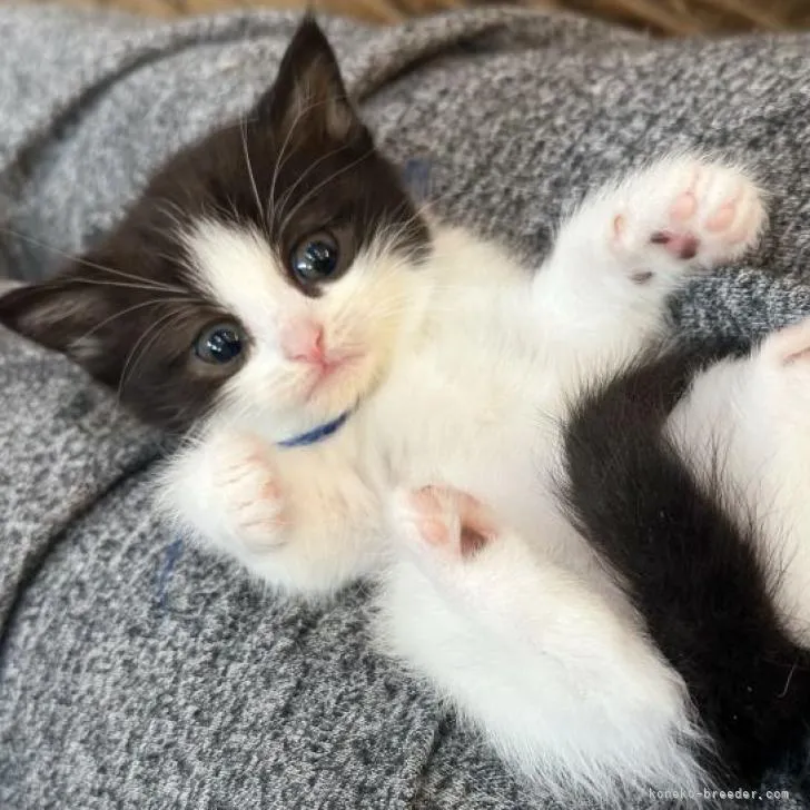 ID:2212-01814の子猫