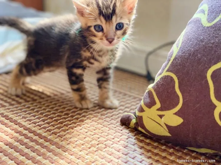 ID:2109-01008の子猫