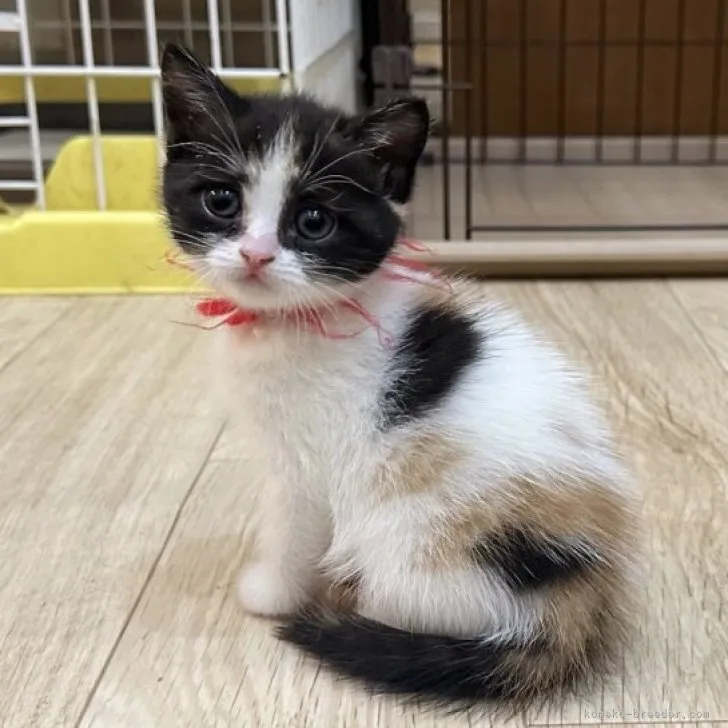 ID:2310-01912の子猫