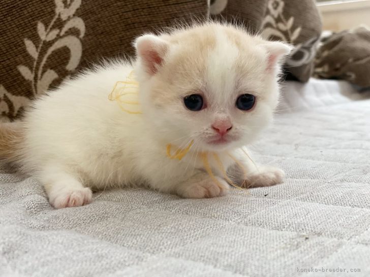 マンチカン 短足 徳島県 女の子 22年3月日 クリーム ホワイト 泣き顔が可愛い女の子 みんなの子猫ブリーダー 子猫id 24