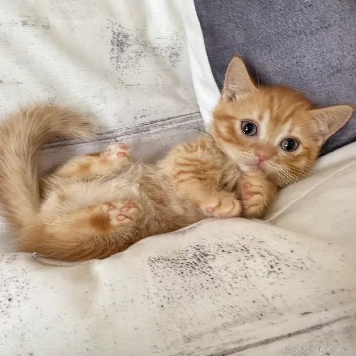 ID:2404-01466の子猫
