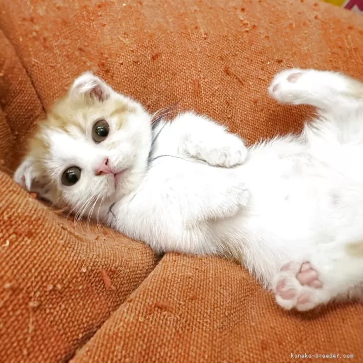 ID:2502-02380の子猫