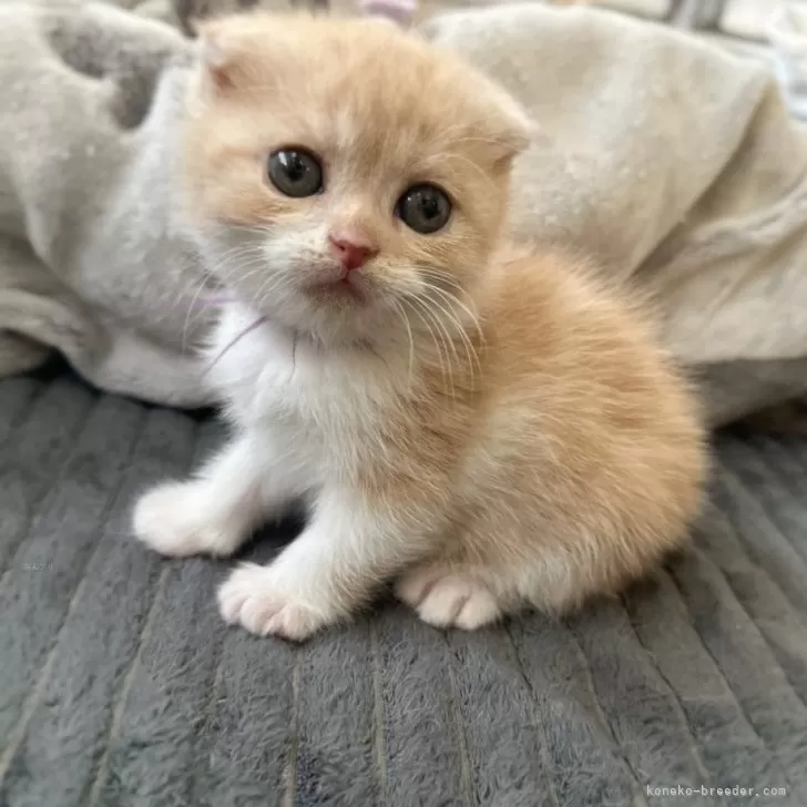 ID:2503-01328の子猫