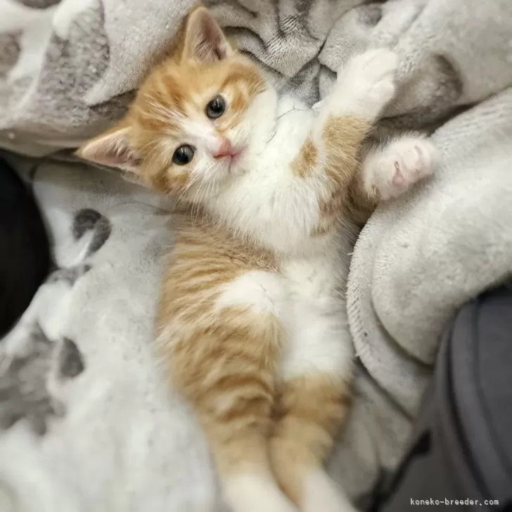 ID:2502-01405の子猫