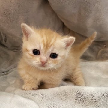 マンチカン(短足)【徳島県・女の子・2024年11月17日・クリームタビー（短毛）】の写真「困った顔の極･極短足♡なんだ♡この可愛い生き物は」