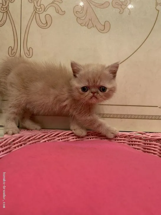 ID:1908-00051の子猫