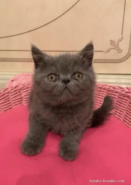 ID:1908-00049の子猫